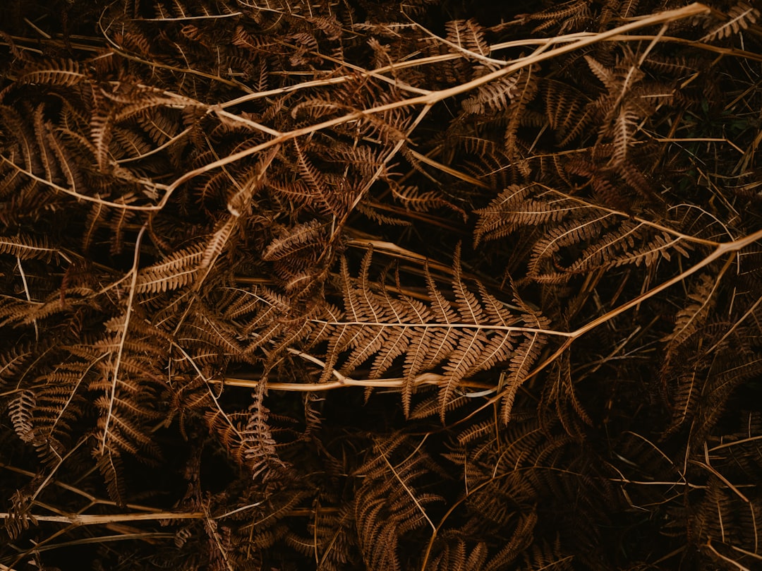 Domowe eliksiry na trawienie: naturalne sposoby poprawy pracy układu trawiennego